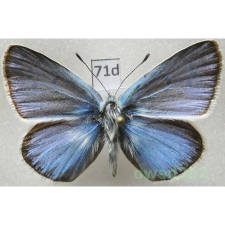 Polyommatus dorylas ssp. dorylas (Denis & Schiffermüller, 1775) male Greece71d